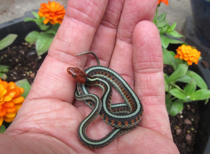 California Red-sided Garter Snake